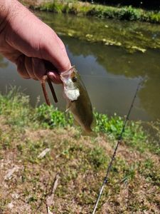 Largemouth Bass