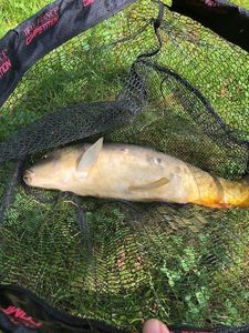 Mirror Carp