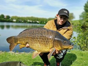 Common Carp