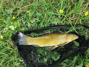 Tench