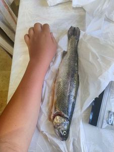 Rainbow Trout