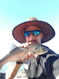 European Bass (Seabass)