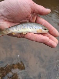 Brown Trout