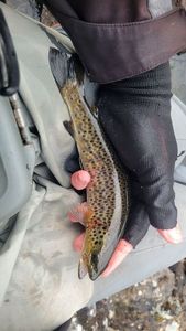 Brown Trout