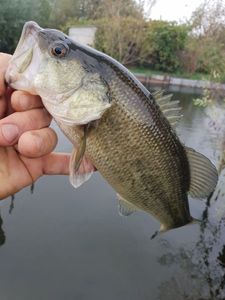 Largemouth Bass