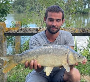 Mirror Carp