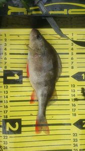 European Perch