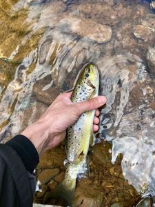 Brown Trout