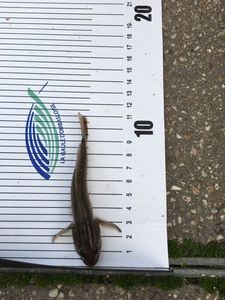 Round Goby