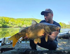 Mirror Carp
