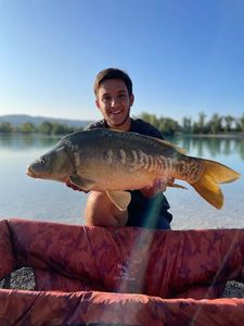 Mirror Carp