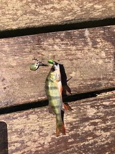 European Perch