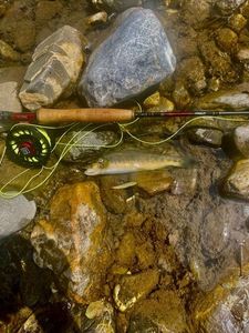 Brown Trout