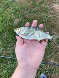 Roach