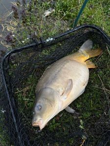Mirror Carp