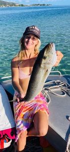 Green Jobfish