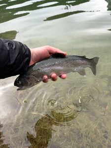 Rainbow Trout