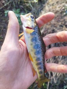 Brown Trout