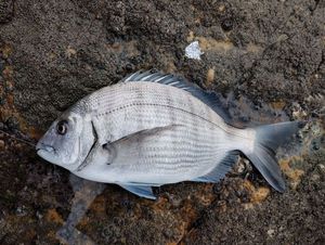 White Seabream