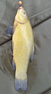 Tench