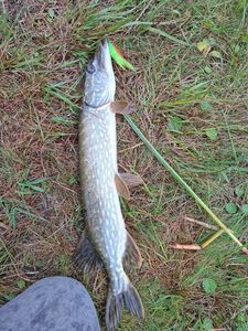 Northern Pike