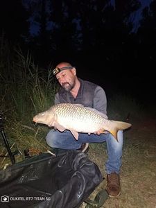 Common Carp