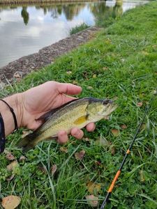 Largemouth Bass