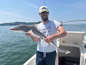 Starry Smooth-Hound