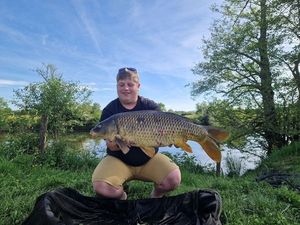 Common Carp