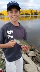 European Perch
