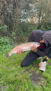 Rainbow Trout
