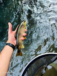 Brown Trout