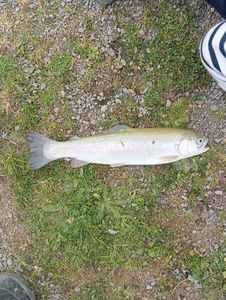 Rainbow Trout