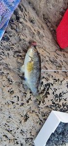Gilthead Seabream