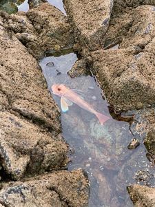 Grey Gurnard