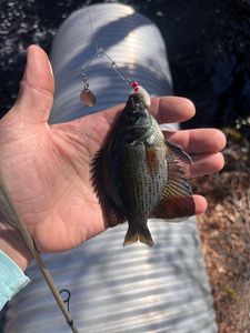 Bluegill