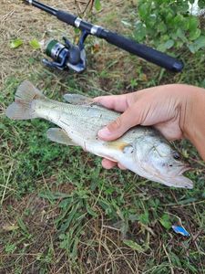 Largemouth Bass