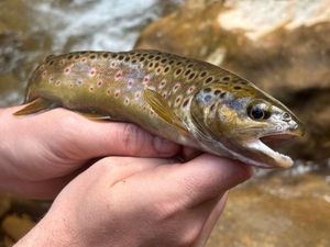 Brown Trout