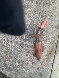 European Squid