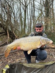 Common Carp