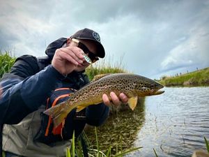 Brown Trout