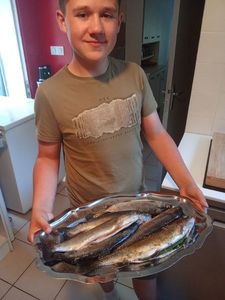 Rainbow Trout