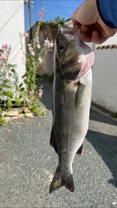 European Bass (Seabass)