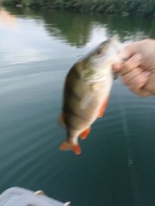 European Perch