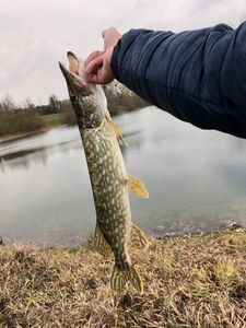 Northern Pike