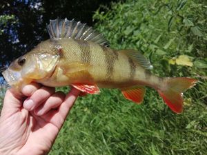 European Perch