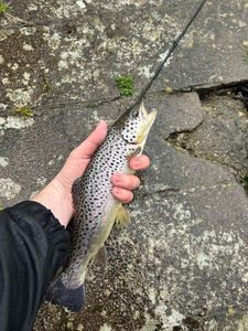 Brown Trout