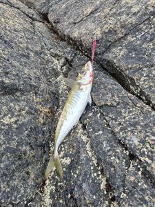 Cape Horse Mackerel