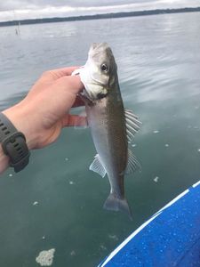 European Bass (Seabass)