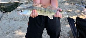 Zander